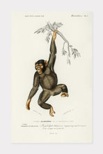 Indlæs billede til gallerivisning chimpanze  |  CHARLES DESSALINES D&#39;ORBIGNY - decoARTE
