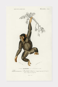chimpanze  |  CHARLES DESSALINES D'ORBIGNY - decoARTE