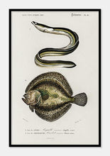 Indlæs billede til gallerivisning forskellige fisk  |  CHARLES DESSALINES D&#39;ORBIGNY - decoARTE

