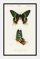 sommerfugl  |  URANIA RIPHAEUS  |  CHARLES DESSALINES D'ORBIGNY - decoARTE
