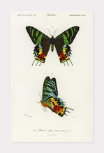 Indlæs billede til gallerivisning sommerfugl  |  URANIA RIPHAEUS  |  CHARLES DESSALINES D&#39;ORBIGNY - decoARTE
