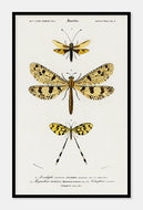 insekter  |  CHARLES DESSALINES D'ORBIGNY - decoARTE