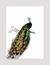 Indlæs billede til gallerivisning indisk påfugl  |  CHARLES DESSALINES D&#39;ORBIGNY - decoARTE
