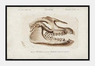 dyrekranium  |  CHARLES DESSALINES D'ORBIGNY - decoARTE