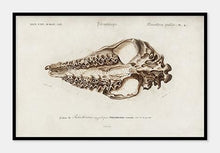 Indlæs billede til gallerivisning dyrekranium  |  CHARLES DESSALINES D&#39;ORBIGNY - decoARTE
