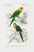 Indlæs billede til gallerivisning forskellige fugle  |  CHARLES DESSALINES D&#39;ORBIGNY - decoARTE
