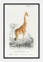 Indlæs billede til gallerivisning giraf  |  CHARLES DESSALINES D&#39;ORBIGNY - decoARTE
