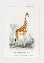 Indlæs billede til gallerivisning giraf  |  CHARLES DESSALINES D&#39;ORBIGNY - decoARTE
