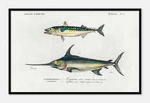Indlæs billede til gallerivisning fisk  |  CHARLES DESSALINES D&#39;ORBIGNY - decoARTE
