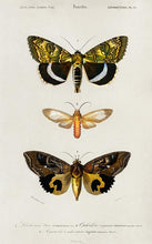 Indlæs billede til gallerivisning sommerfugle  |  CHARLES DESSALINES D&#39;ORBIGNY - decoARTE
