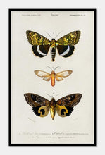 Indlæs billede til gallerivisning sommerfugle  |  CHARLES DESSALINES D&#39;ORBIGNY - decoARTE

