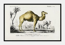Indlæs billede til gallerivisning kamel  |  CHARLES DESSALINES D&#39;ORBIGNY - decoARTE
