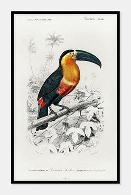 toucan  |  CHARLES DESSALINES D'ORBIGNY - decoARTE