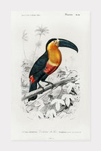 Indlæs billede til gallerivisning toucan  |  CHARLES DESSALINES D&#39;ORBIGNY - decoARTE
