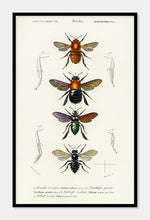 Indlæs billede til gallerivisning insekter  |  CHARLES DESSALINES D&#39;ORBIGNY - decoARTE
