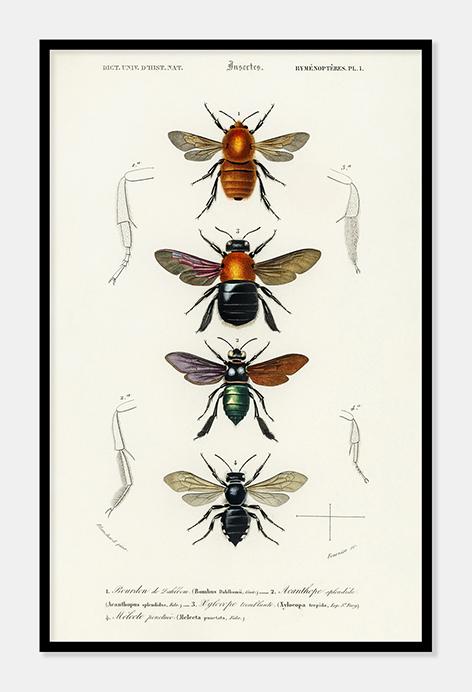 insekter  |  CHARLES DESSALINES D'ORBIGNY - decoARTE