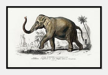 Indlæs billede til gallerivisning asiatisk elefant  |  CHARLES DESSALINES D&#39;ORBIGNY - decoARTE
