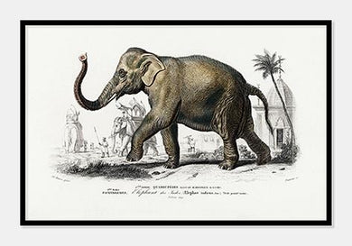 asiatisk elefant  |  CHARLES DESSALINES D'ORBIGNY - decoARTE