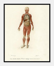 Indlæs billede til gallerivisning menneske med synlige muskler  |  CHARLES DESSALINES D&#39;ORBIGNY - decoARTE
