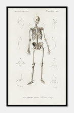 Indlæs billede til gallerivisning menneskeskelet  |  CHARLES DESSALINES D&#39;ORBIGNY - decoARTE
