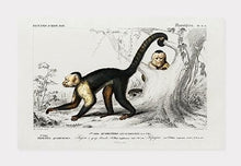 Indlæs billede til gallerivisning kapucinerabe  |  CHARLES DESSALINES D&#39;ORBIGNY - decoARTE
