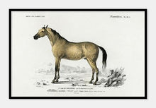 Indlæs billede til gallerivisning hest l d&#39;histoire naturelle |  CHARLES DESSALINES D&#39;ORBIGNY - decoARTE
