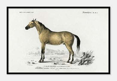 hest l d'histoire naturelle |  CHARLES DESSALINES D'ORBIGNY - decoARTE