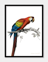 Indlæs billede til gallerivisning papegøje  |  CHARLES DESSALINES D&#39;ORBIGNY - decoARTE
