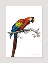 Indlæs billede til gallerivisning papegøje  |  CHARLES DESSALINES D&#39;ORBIGNY - decoARTE
