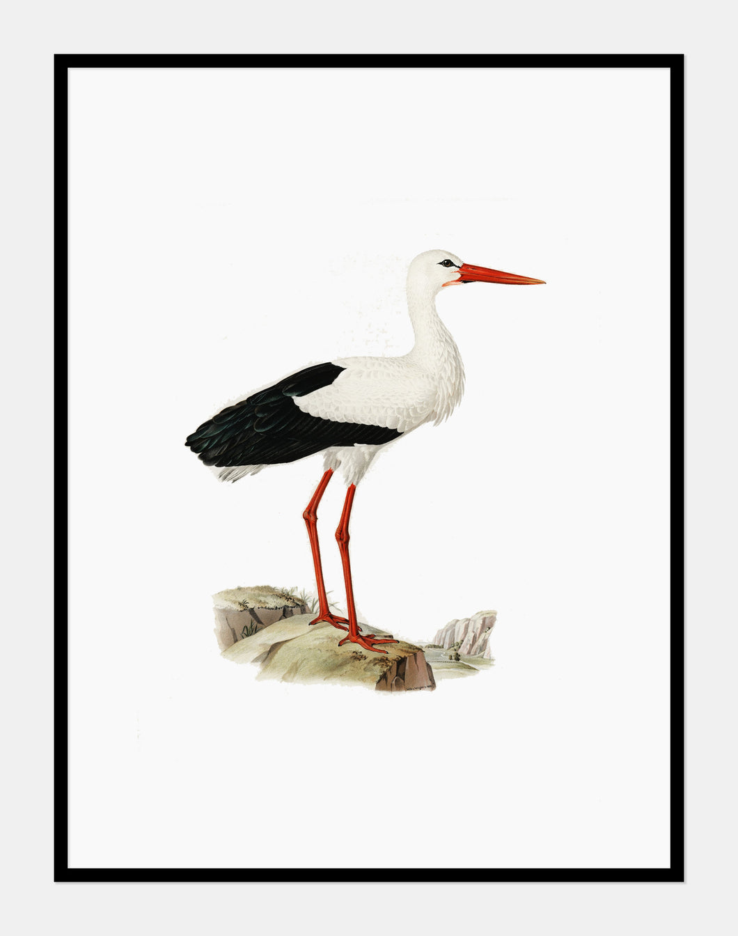 hvid stork  |  BRØDRENE VON WRIGHT - decoARTE