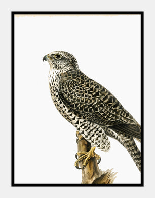 jagtfalk  |  BRØDRENE VON WRIGHT - decoARTE