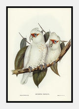 Indlæs billede til gallerivisning langnæbet kakadue  |  ELIZABETH GOULD - decoARTE
