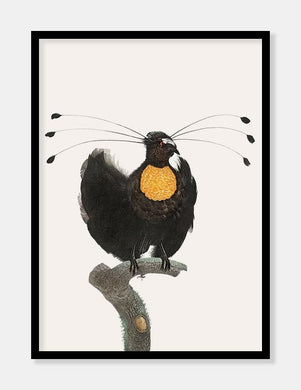 parotia  |  JACQUES BARRABAND - decoARTE