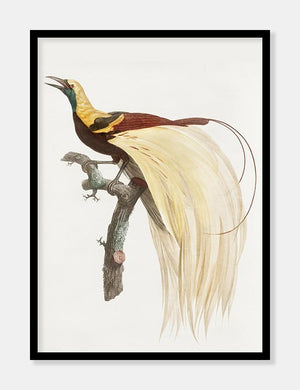 kejserparadisfugl  |  JACQUES BARRABAND - decoARTE