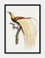 kejserparadisfugl  |  JACQUES BARRABAND - decoARTE