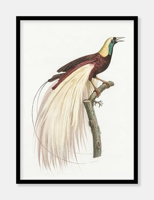 kejserparadisfugl  |  JACQUES BARRABAND - decoARTE