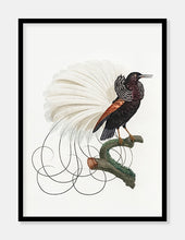 Indlæs billede til gallerivisning tolvtrådet paradisfugl  |  JACQUES BARRABAND - decoARTE
