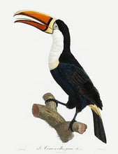 Indlæs billede til gallerivisning toucan  |  JACQUES BARRABAND - decoARTE
