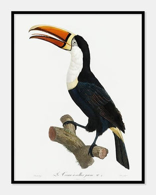 toucan  |  JACQUES BARRABAND - decoARTE
