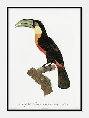 rødnæbet toucan  |  JACQUES BARRABAND - decoARTE