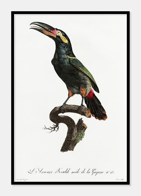 aracari  |  JACQUES BARRABAND - decoARTE