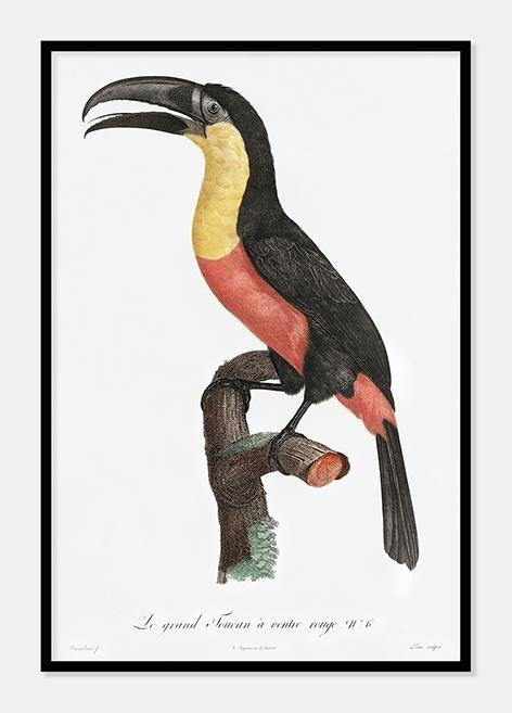 grønnæbet toucan  |  JACQUES BARRABAND - decoARTE