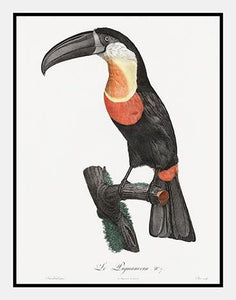 grønnæbet toucan  |  JACQUES BARRABAND - decoARTE