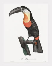 Indlæs billede til gallerivisning grønnæbet toucan  |  JACQUES BARRABAND - decoARTE
