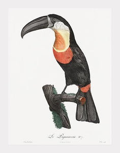 grønnæbet toucan  |  JACQUES BARRABAND - decoARTE