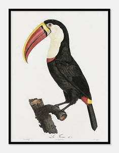 toucan  |  JACQUES BARRABAND - decoARTE