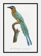 ung motmot  |  JACQUES BARRABAND - decoARTE