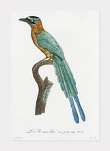 Indlæs billede til gallerivisning ung motmot  |  JACQUES BARRABAND - decoARTE
