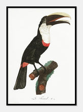 Indlæs billede til gallerivisning toco toucan  |  JACQUES BARRABAND - decoARTE
