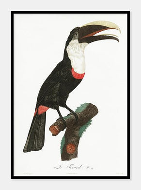 toco toucan  |  JACQUES BARRABAND - decoARTE
